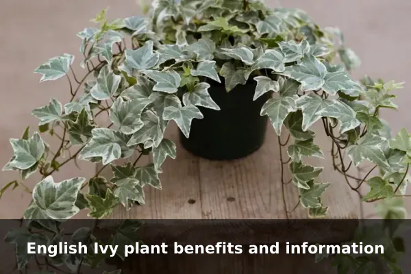 English Ivy plant benefits and information