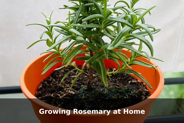 Growing Rosemary at Home