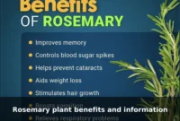 Rosemary plant benefits and information Rosemary plant benefits and information