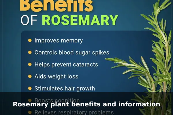 Rosemary plant benefits and information