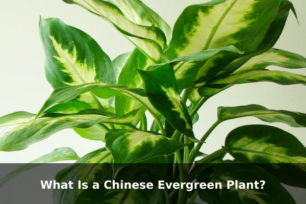 What Is a Chinese Evergreen Plant?