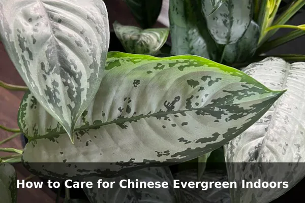 How to Care for Chinese Evergreen Indoors