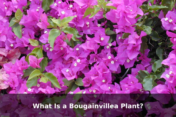 What Is a Bougainvillea Plant?