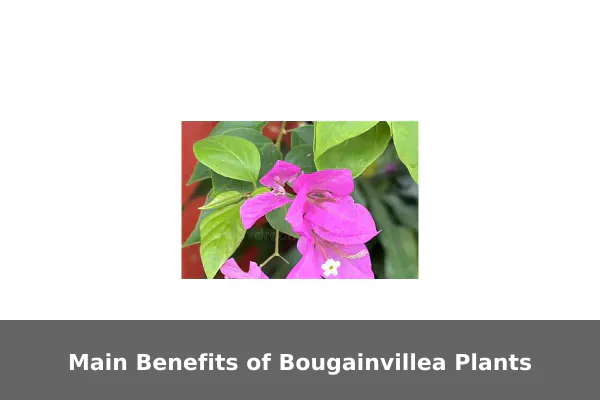 Main Benefits of Bougainvillea Plants