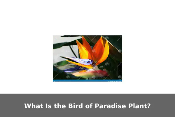 What Is the Bird of Paradise Plant?