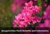 Bougainvillea Plant Benefits and Information Bougainvillea Plant Benefits and Information
