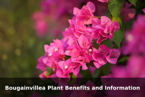 Bougainvillea Plant Benefits and Information