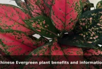 Chinese Evergreen plant benefits and information Chinese Evergreen plant benefits and information