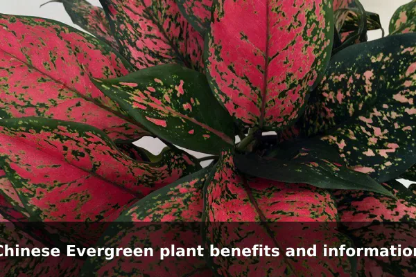 Chinese Evergreen plant benefits and information