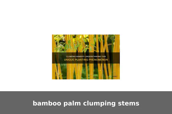 bamboo palm clumping stems