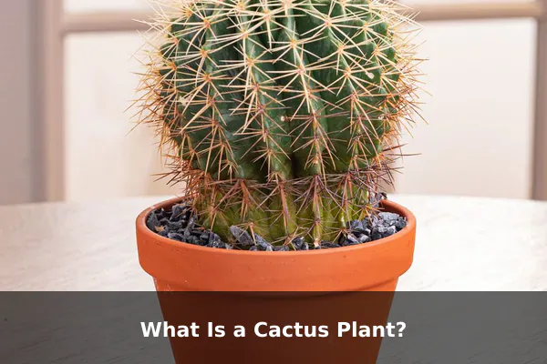What Is a Cactus Plant?