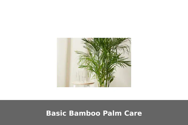 Basic Bamboo Palm Care