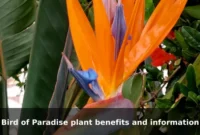 Bird of Paradise plant benefits and information Bird of Paradise plant benefits and information