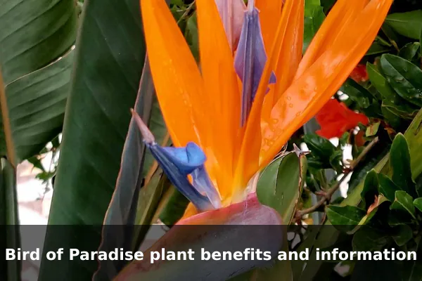 Bird of Paradise plant benefits and information