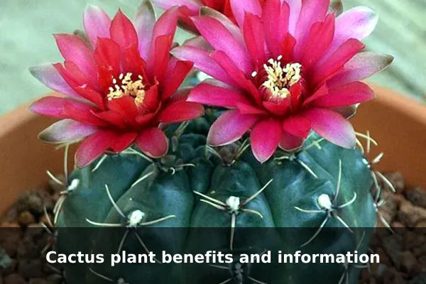 Cactus plant benefits and information