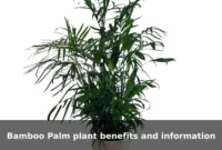 Bamboo Palm plant benefits and information Bamboo Palm plant benefits and information