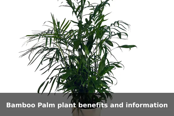 Bamboo Palm plant benefits and information