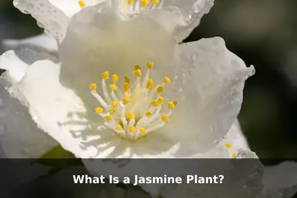 What Is a Jasmine Plant?