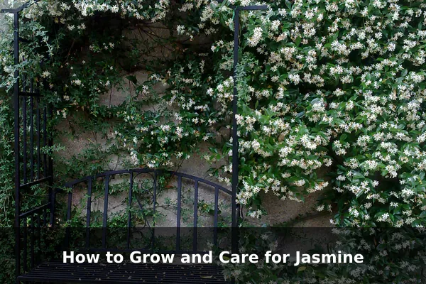 How to Grow and Care for Jasmine