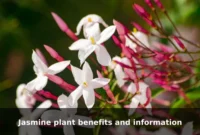 Jasmine plant benefits and information Jasmine plant benefits and information