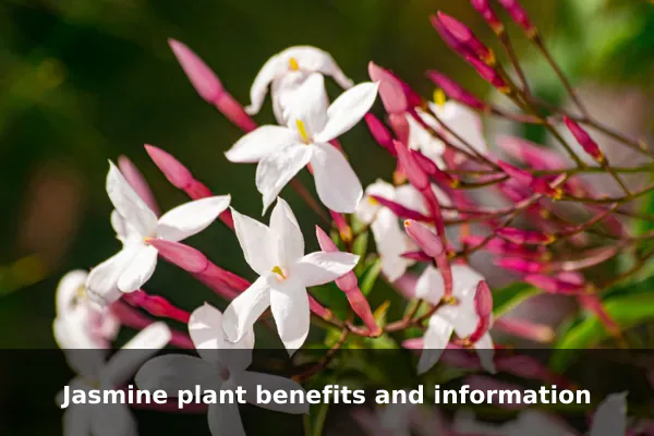 Jasmine plant benefits and information