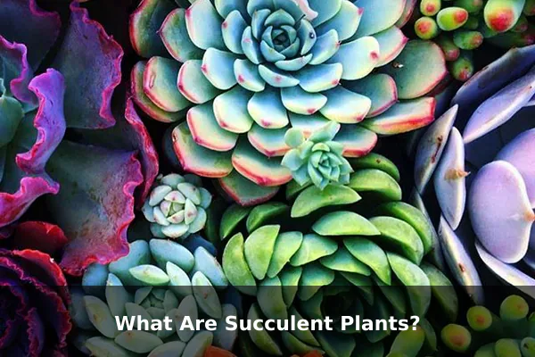 What Are Succulent Plants?