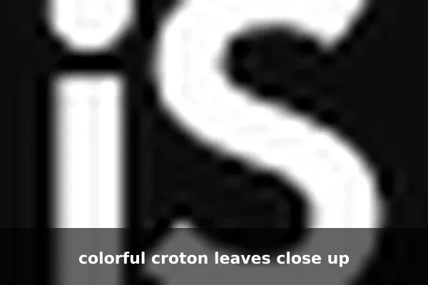 colorful croton leaves close up