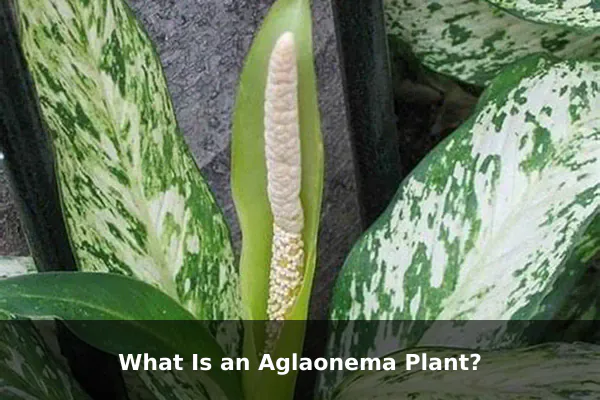 What Is an Aglaonema Plant?