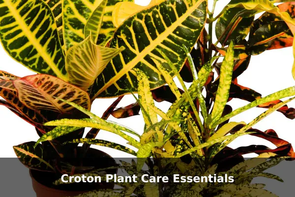 Croton Plant Care Essentials