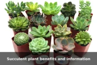 Succulent plant benefits and information Succulent plant benefits and information