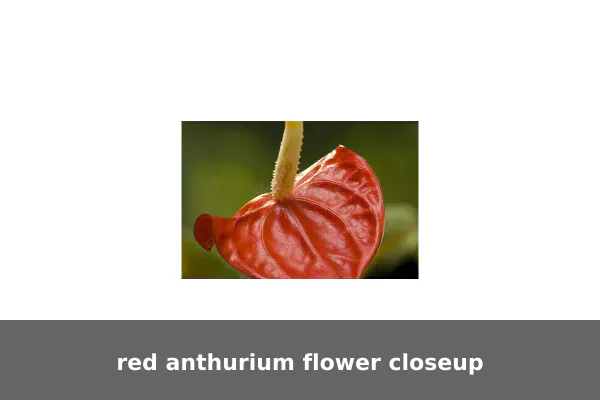 red anthurium flower closeup