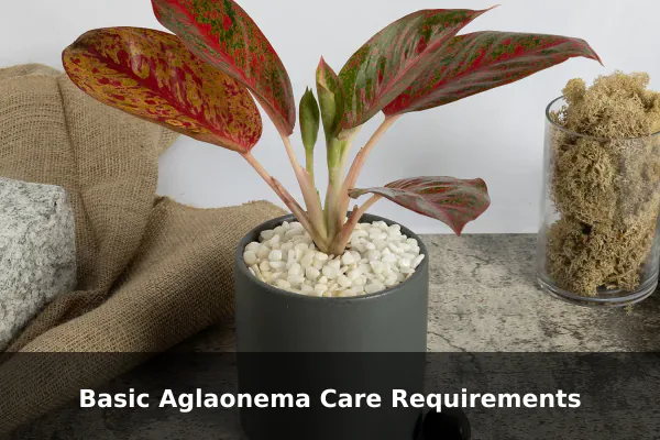 Basic Aglaonema Care Requirements
