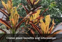Croton plant benefits and information Croton plant benefits and information