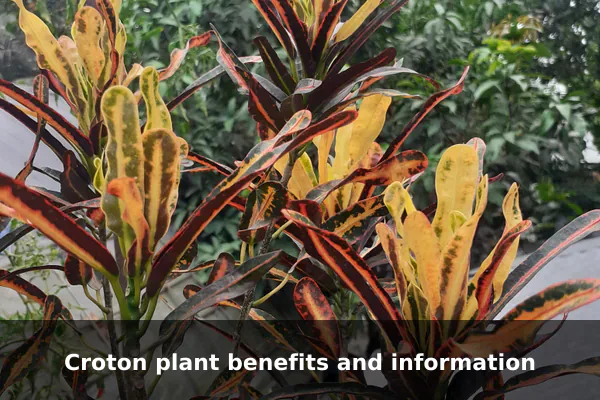 Croton plant benefits and information