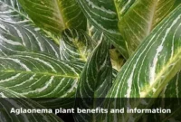 Aglaonema plant benefits and information Aglaonema plant benefits and information
