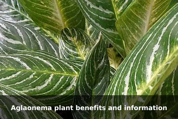Aglaonema plant benefits and information