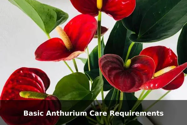 Basic Anthurium Care Requirements
