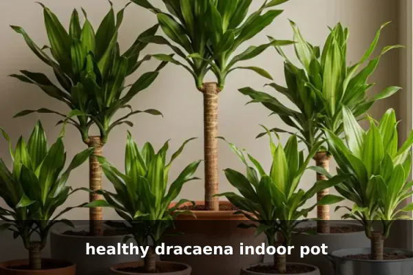 healthy dracaena indoor pot