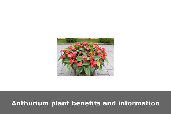 Anthurium plant benefits and information