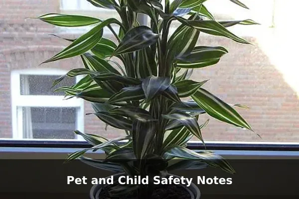 Pet and Child Safety Notes