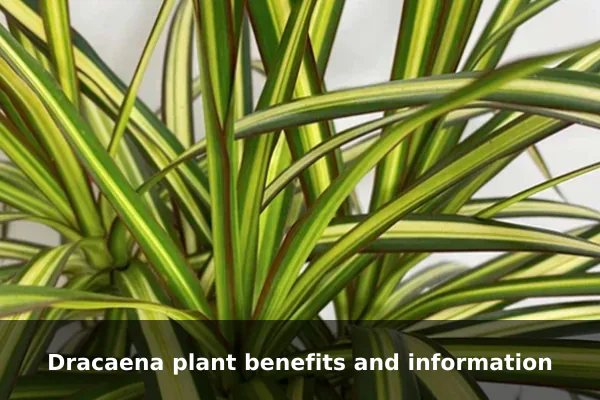 Dracaena plant benefits and information