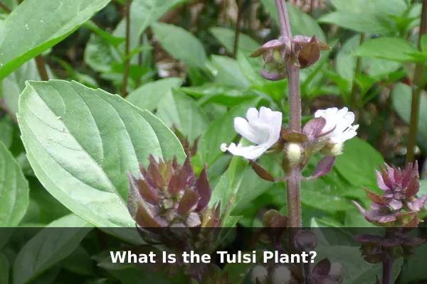 What Is the Tulsi Plant?