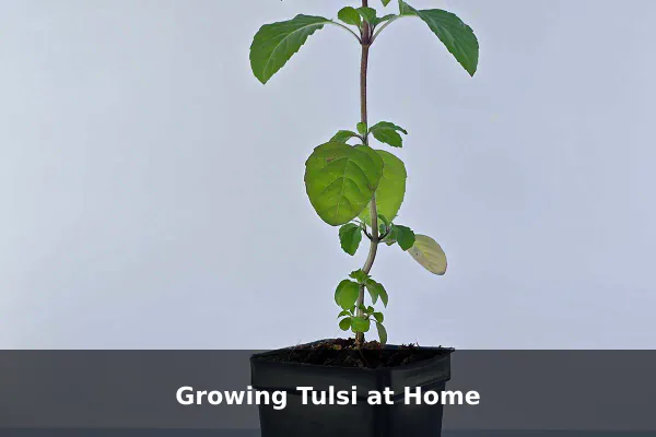 Growing Tulsi at Home