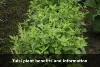 Tulsi plant benefits and information Tulsi plant benefits and information