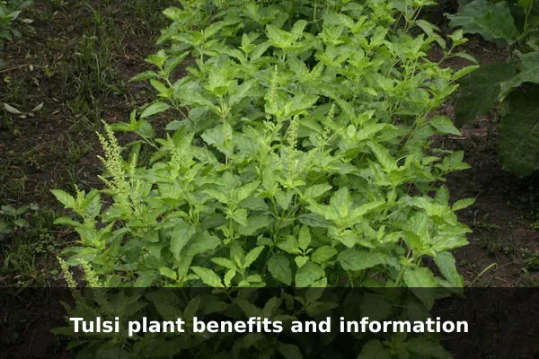 Tulsi plant benefits and information