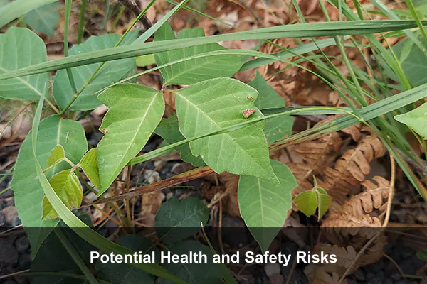Potential Health and Safety Risks