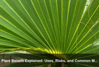 Plant Benefit Explained: Uses, Risks, and Common Mistakes