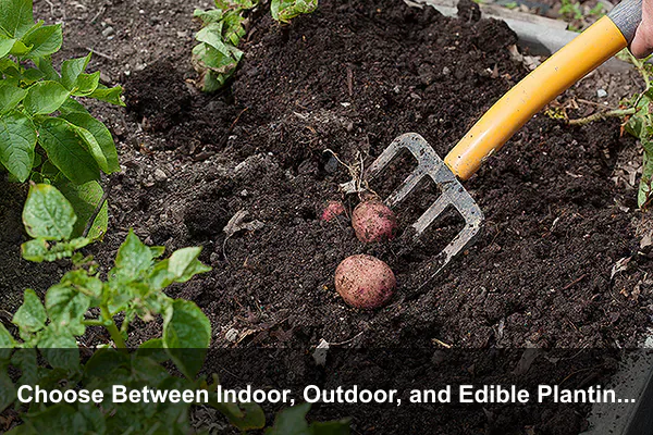 Choose Between Indoor, Outdoor, and Edible Planting