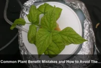 Common Plant Benefit Mistakes and How to Avoid Them Common Plant Benefit Mistakes and How to Avoid Them
