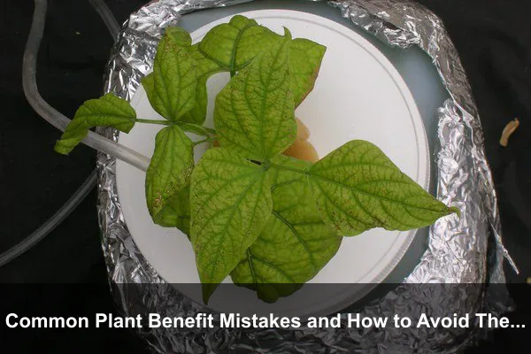 Common Plant Benefit Mistakes and How to Avoid Them